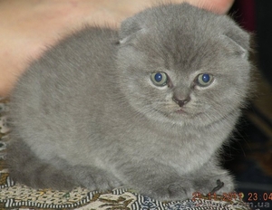 Шотландские котята / Британская короткошерстная - <ro>Изображение</ro><ru>Изображение</ru> #1, <ru>Объявление</ru> #448861