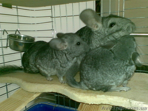 Шиншиллы (1 мальчик)