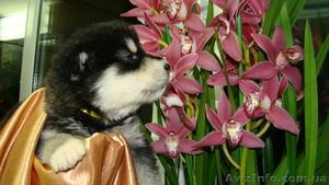Продам красивейших щенков Аляскинского маламута - <ro>Изображение</ro><ru>Изображение</ru> #3, <ru>Объявление</ru> #467998