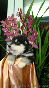 Продам красивейших щенков Аляскинского маламута - <ro>Изображение</ro><ru>Изображение</ru> #2, <ru>Объявление</ru> #467998