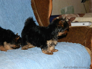 йоркширский терьер продам.....!