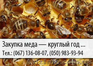 Закупка меда по Украине – (067) 136-08-07 – (050) 983-93-94