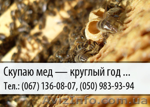 Скупаю мед по Украине – (067) 136-08-07 – (050) 983-93-94