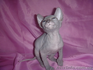 Донской сфинкс котята от чемпионов !!!