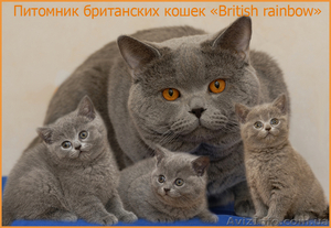 Британские чистокровные короткошерстные котята. - <ro>Изображение</ro><ru>Изображение</ru> #4, <ru>Объявление</ru> #494917