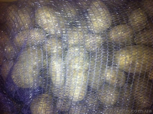 Продаю картофель оптом.