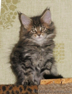 Котята МЕЙН КУН питомник  Bartalameo предлагает котят  - <ro>Изображение</ro><ru>Изображение</ru> #7, <ru>Объявление</ru> #347878