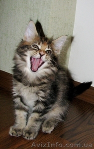 Котята МЕЙН КУН питомник  Bartalameo предлагает котят  - <ro>Изображение</ro><ru>Изображение</ru> #8, <ru>Объявление</ru> #347878