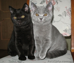 Британские чистокровные короткошерстные котята. - <ro>Изображение</ro><ru>Изображение</ru> #1, <ru>Объявление</ru> #494917