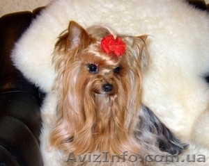 Йоршир чудесные девочки и мальчики.