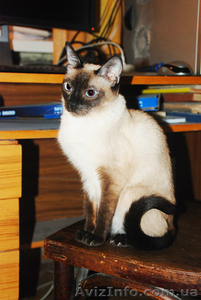 Сиамский (тайский) котёнок - <ro>Изображение</ro><ru>Изображение</ru> #4, <ru>Объявление</ru> #500895