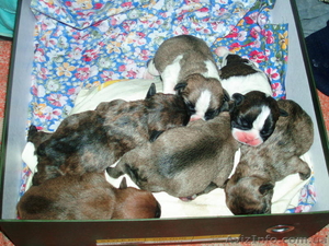 щенки породы французский бульдог