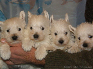 Продам щенков вест хайленд уайт терьера.