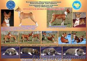 щенки породы басенджи (конго терьер)