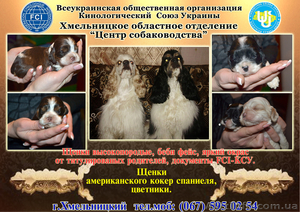 щенки породы американский кокер спаниель