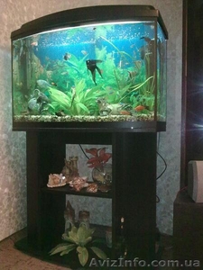 СРОЧНО продается аквариум на 140 л с тумбой и крышкой с освещением!!!  - <ro>Изображение</ro><ru>Изображение</ru> #1, <ru>Объявление</ru> #483886