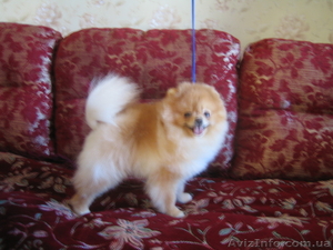 мальчик. померанского шпица