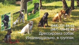 Дрессировка собак,, услуги кинолога. - <ro>Изображение</ro><ru>Изображение</ru> #1, <ru>Объявление</ru> #556232