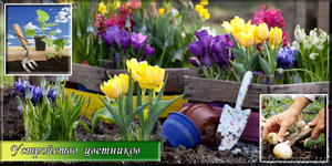 Устройство цветников, посадка цветов  - <ro>Изображение</ro><ru>Изображение</ru> #1, <ru>Объявление</ru> #544427