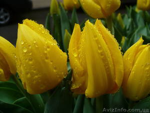 Продам тюльпаны к 8-му Марта!Киев - <ro>Изображение</ro><ru>Изображение</ru> #2, <ru>Объявление</ru> #555229