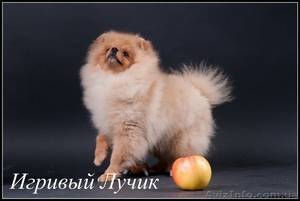 Померанский шпиц - превосходный домашний любимец. ....