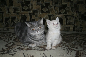 Британские короткошерстные котята! - <ro>Изображение</ro><ru>Изображение</ru> #1, <ru>Объявление</ru> #524377