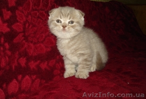 Шотландские вислоухие котята редких окрасов.