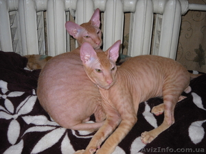 Продам котят петербургского сфинкса - <ro>Изображение</ro><ru>Изображение</ru> #1, <ru>Объявление</ru> #557106