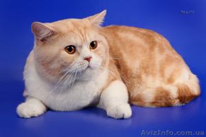 Шотландский прямоухий мраморный кот.Вязка. - <ro>Изображение</ro><ru>Изображение</ru> #1, <ru>Объявление</ru> #507344