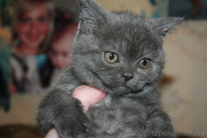 Британские короткошерстные котята! - <ro>Изображение</ro><ru>Изображение</ru> #2, <ru>Объявление</ru> #524377