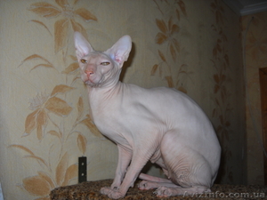 Продам голого кота петербургского сфинкс - <ro>Изображение</ro><ru>Изображение</ru> #1, <ru>Объявление</ru> #557118