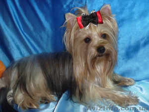  Йоркширский терьер очаровательные малыши