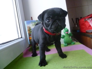 Щенки мопс черного окраса д.р. 08.11.12
