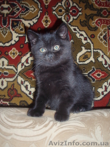 Продам шотландских котят . - <ro>Изображение</ro><ru>Изображение</ru> #3, <ru>Объявление</ru> #544789