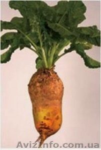 Запорожье agrosvit.zp@gmail.com