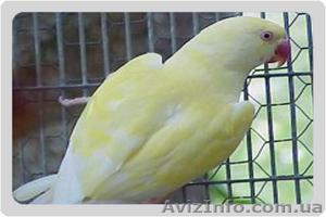 В продаже Ожереловые Белые попугаи, Серые, Голубые, Салатовые, Желтые попугаи - <ro>Изображение</ro><ru>Изображение</ru> #1, <ru>Объявление</ru> #571772