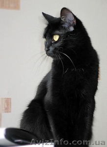 Чёрный кот - ваш личный домашний лекарь! - <ro>Изображение</ro><ru>Изображение</ru> #2, <ru>Объявление</ru> #593549