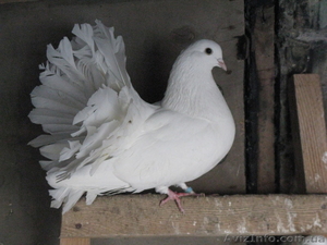 Продам голубей породы павлин, белого цвета. - <ro>Изображение</ro><ru>Изображение</ru> #1, <ru>Объявление</ru> #572428