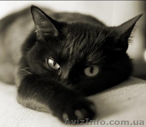 Чёрный кот - ваш личный домашний лекарь! - <ro>Изображение</ro><ru>Изображение</ru> #1, <ru>Объявление</ru> #593549