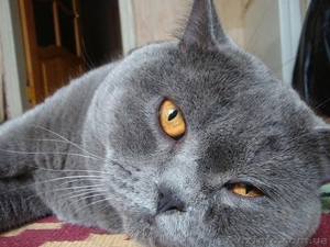 Вязка, британский кот приглашает к себе на свидание - <ro>Изображение</ro><ru>Изображение</ru> #1, <ru>Объявление</ru> #565680