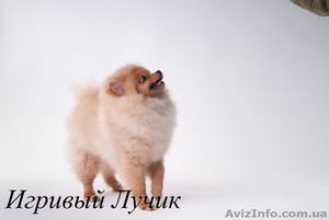 Померанец - самый маленький из шпицев, , , , .