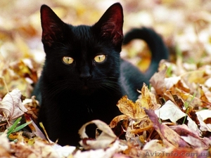 Чёрный кот - ваш личный домашний лекарь! - <ro>Изображение</ro><ru>Изображение</ru> #3, <ru>Объявление</ru> #593549