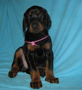 Щенки добермана -новые крови для Украины!