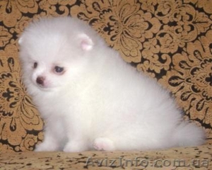 Миниатюрные шпицы эксклюзивного окраса