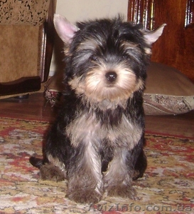 Йоркширский терьер,  кукольные девочки