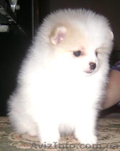 Померанский шпиц редкого окраса