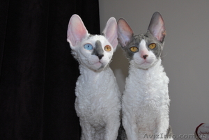 корниш рекс породистые котята
