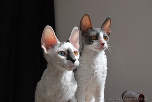 котята корниш-рекс