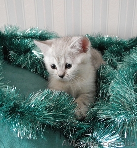 Волшебные кошки 