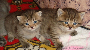 Британские чистокровные котята (мальчики) - <ro>Изображение</ro><ru>Изображение</ru> #3, <ru>Объявление</ru> #591954